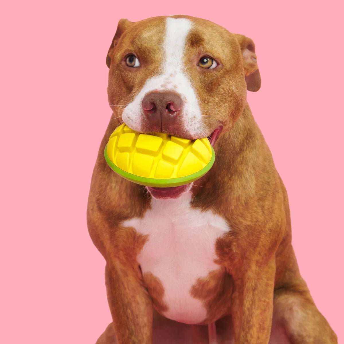 BARK Super Chewer Go Mango Dog Chew Toy L - Buzzy Pet Shop