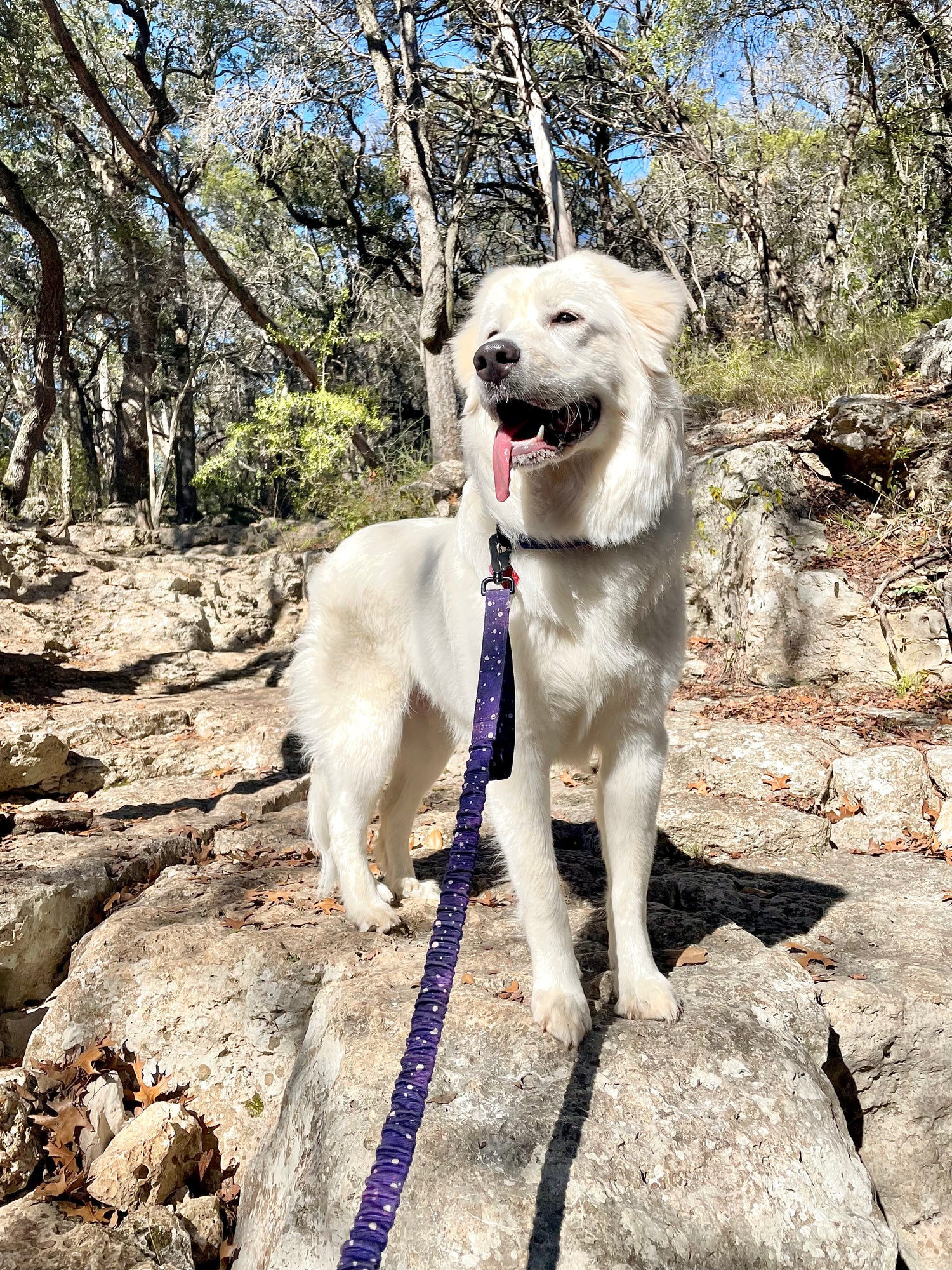 Dog Leashes and Harness