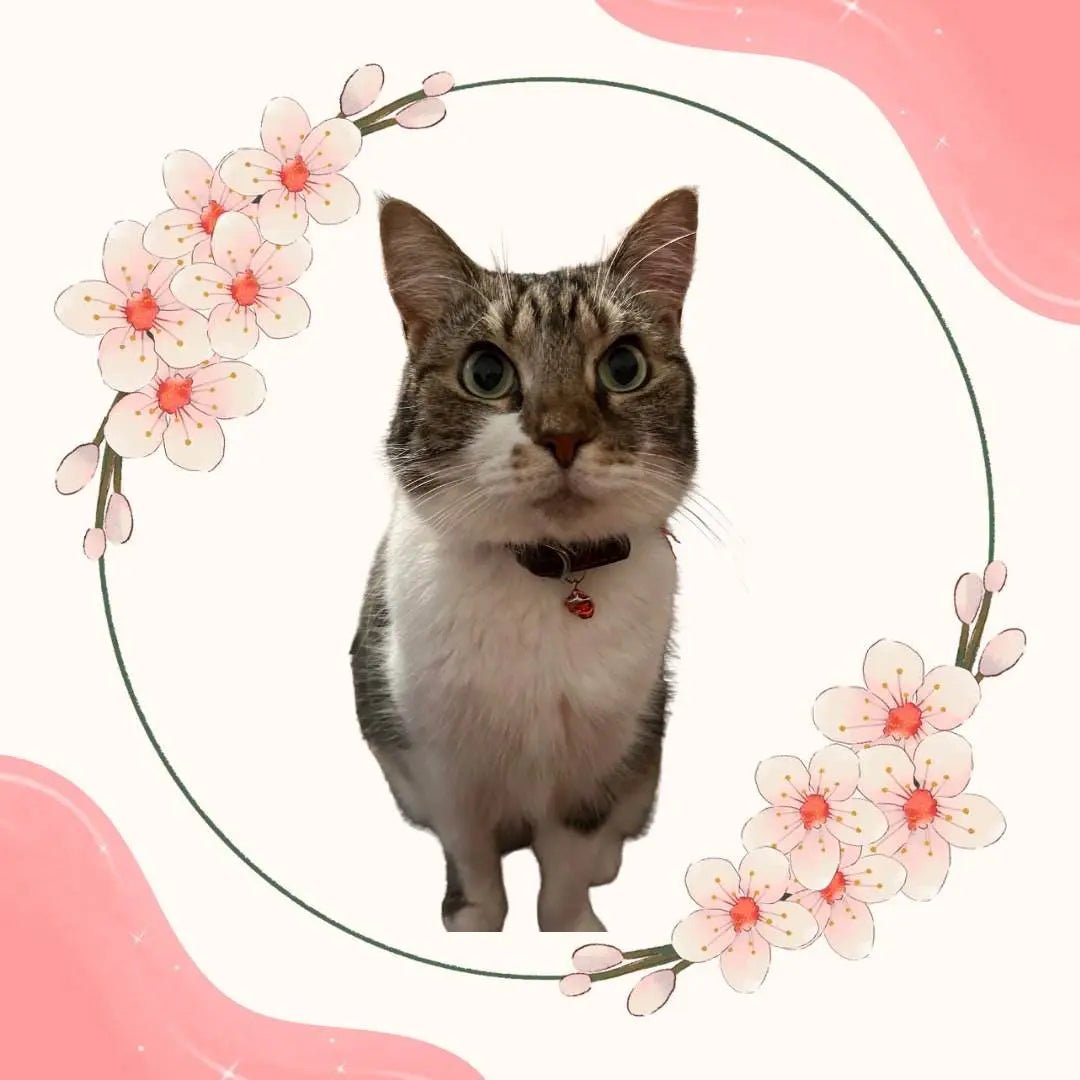 Cat Supplies - Buzzy Pet Shop