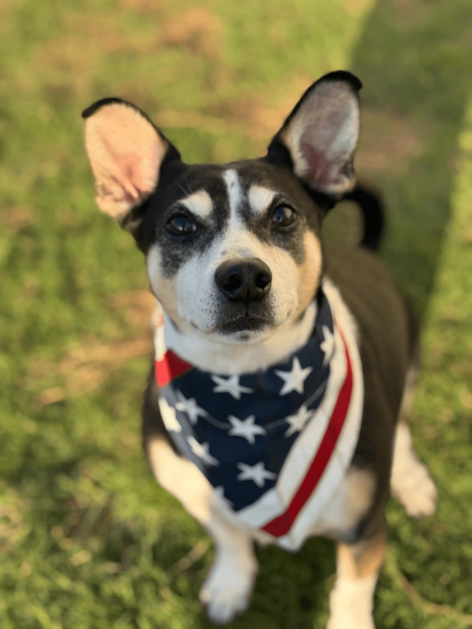 Dog Bandanas & Scarves - Buzzy Pet Shop
