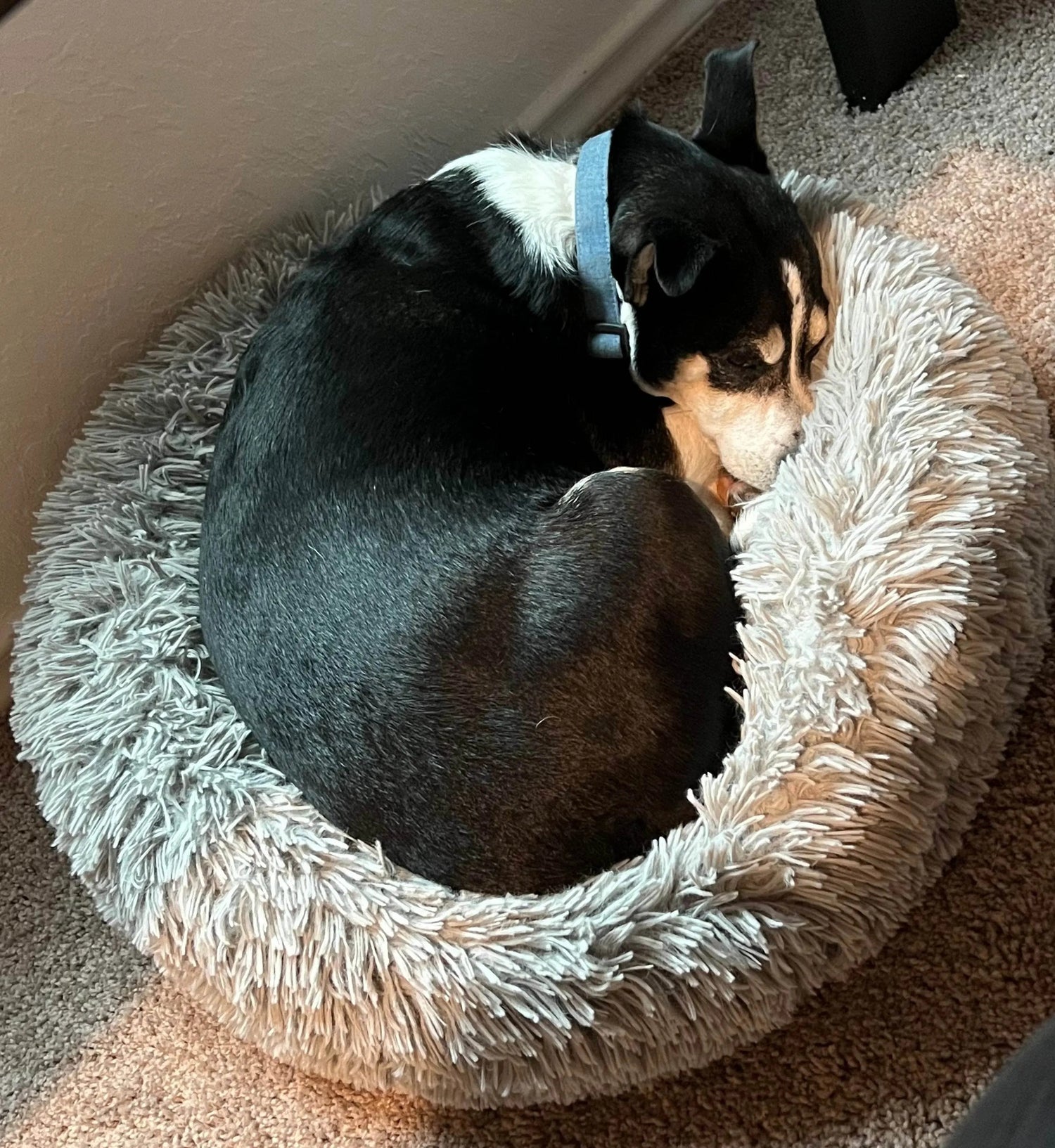 Dog Beds - Buzzy Pet Shop