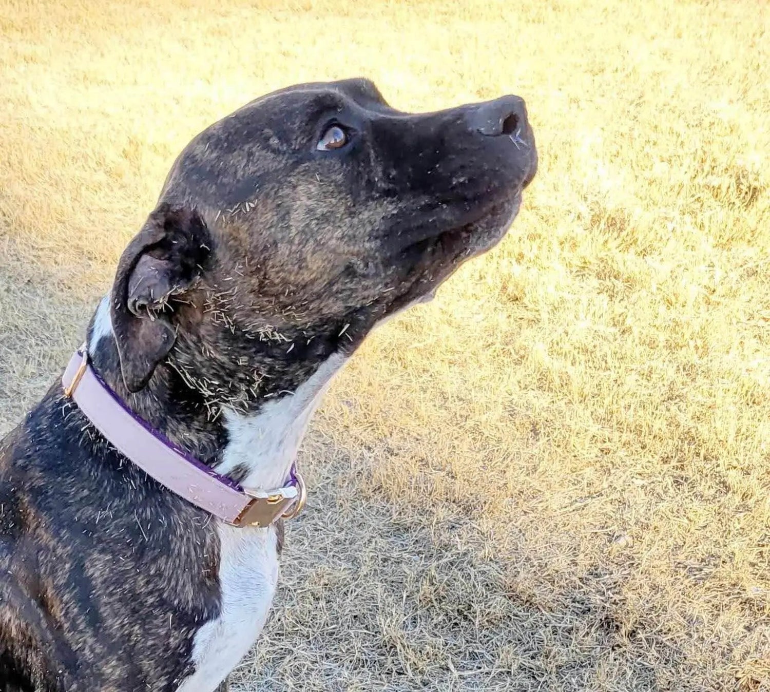 Dog Collars - Buzzy Pet Shop