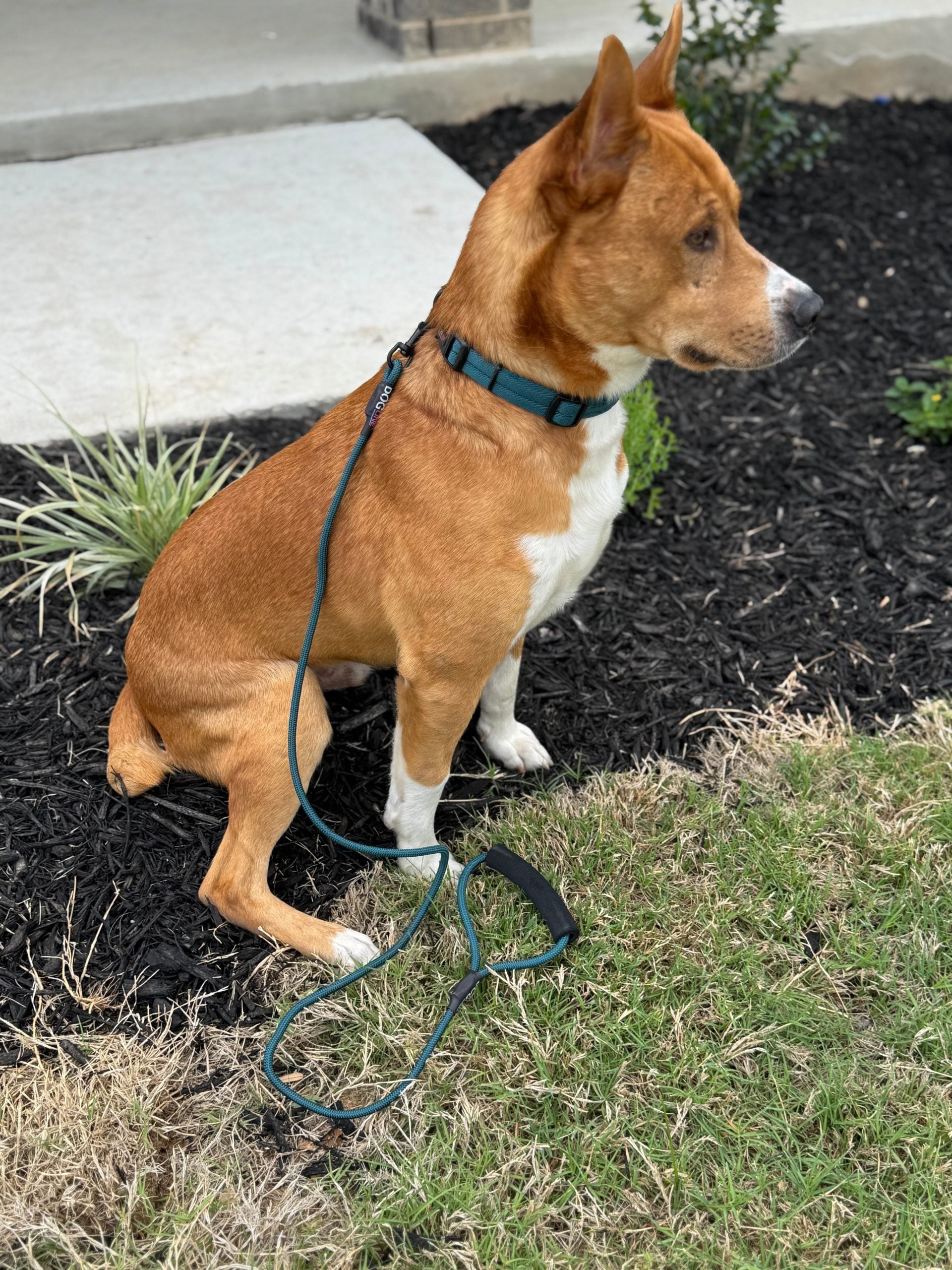 Dogline Nylon Flat Collar - Buzzy Pet Shop
