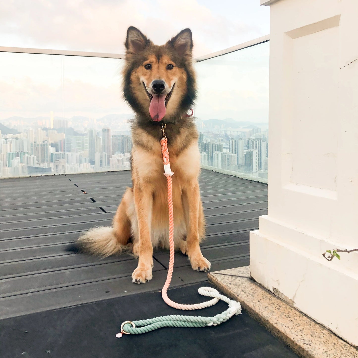 HANDS FREE DOG ROPE LEASH - BUBBLE SODA