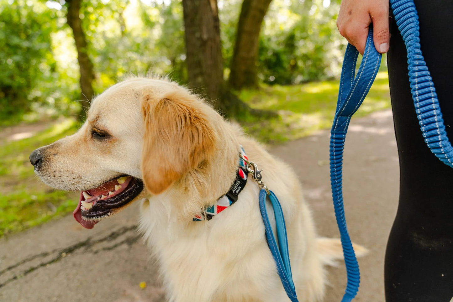 Cascades Metallic Blue Stretchable Runner Dog Leash