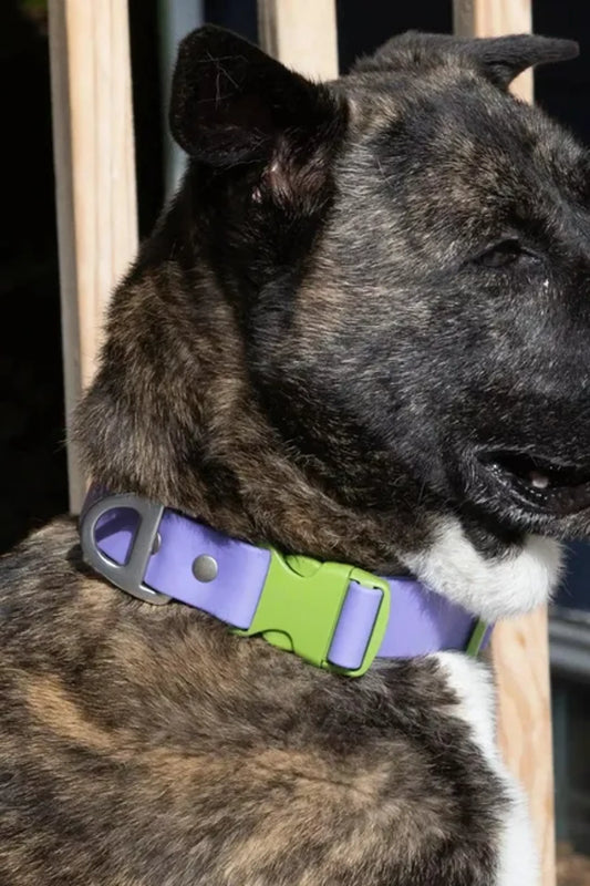 Lavender Garden Waterproof Dog Collar