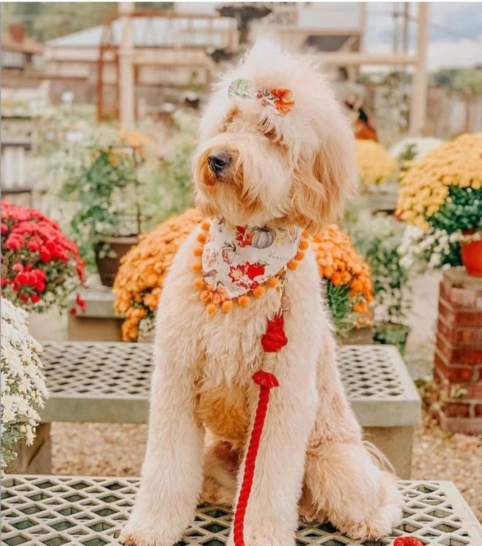 Dog Rope Leash - Scarlet