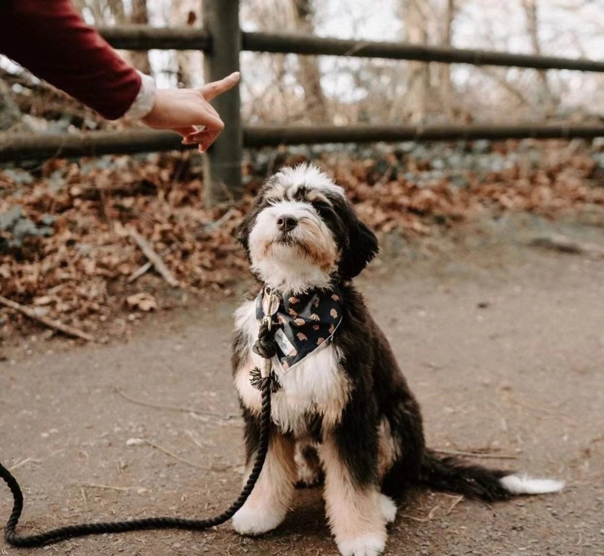 Dog Rope Leash - Scarlet