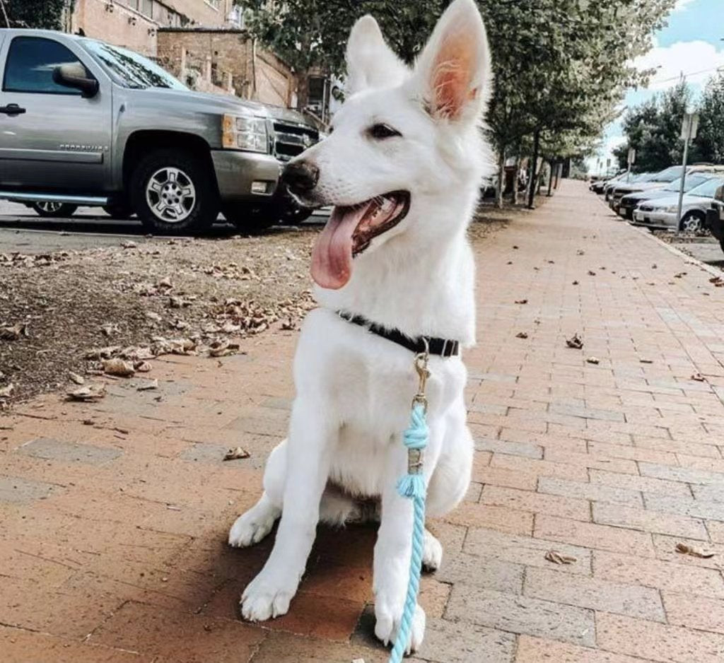 Dog Rope Leash - Scarlet