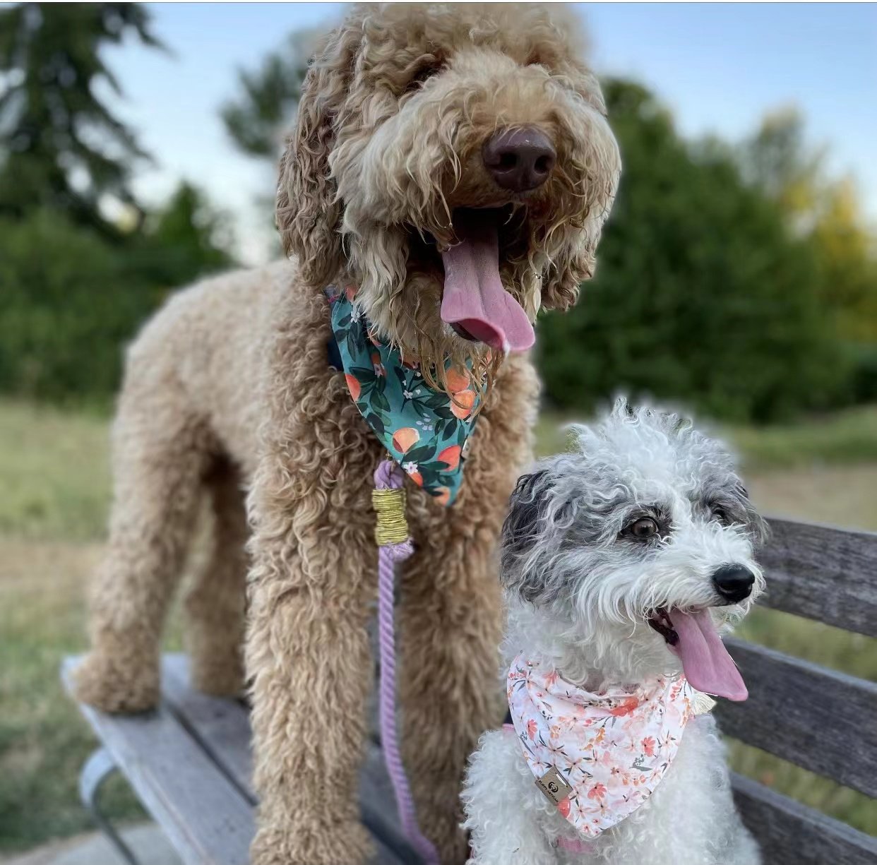 Dog Rope Leash - Grapefruit