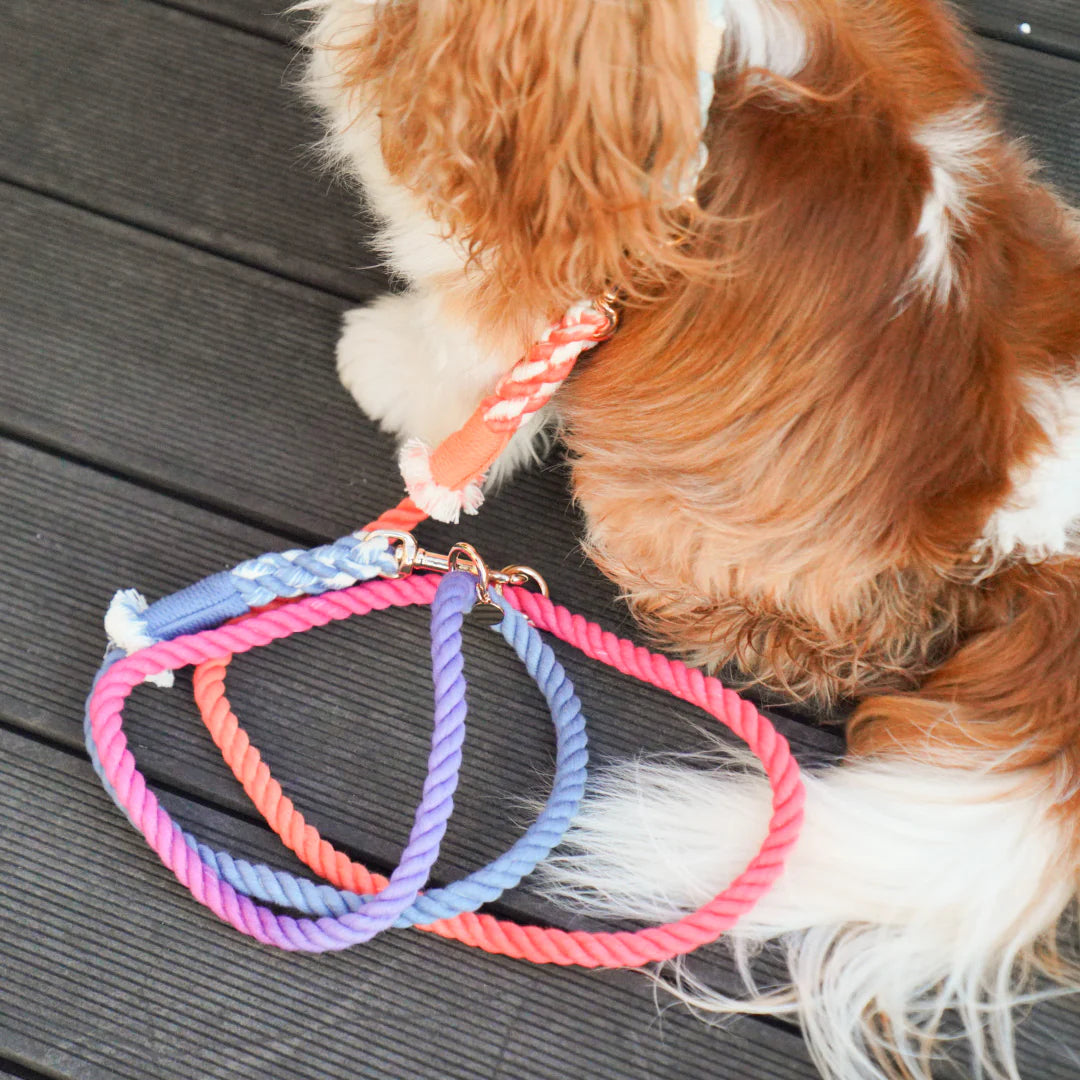 HANDS FREE DOG ROPE LEASH - PALETTE