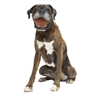 BARK Chompionship Football Super Chewer Dog Toy L - Buzzy Pet Shop