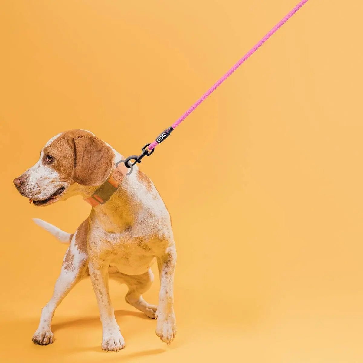 Dogline Nylon Round Lead - Buzzy Pet Shop