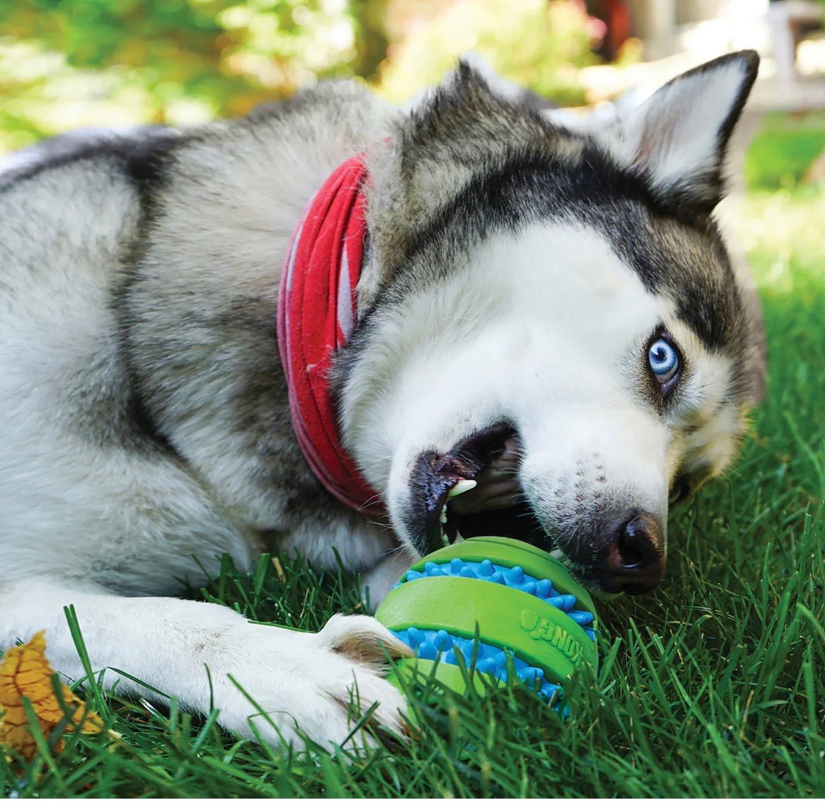 KONG® Squeezz Goomz Ball Dog Chew Toy Large - Buzzy Pet Shop