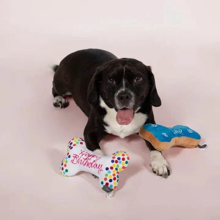 PetShop by Fringe Studio Birthday Bone Cookies Plush Dog Toy - Buzzy Pet Shop