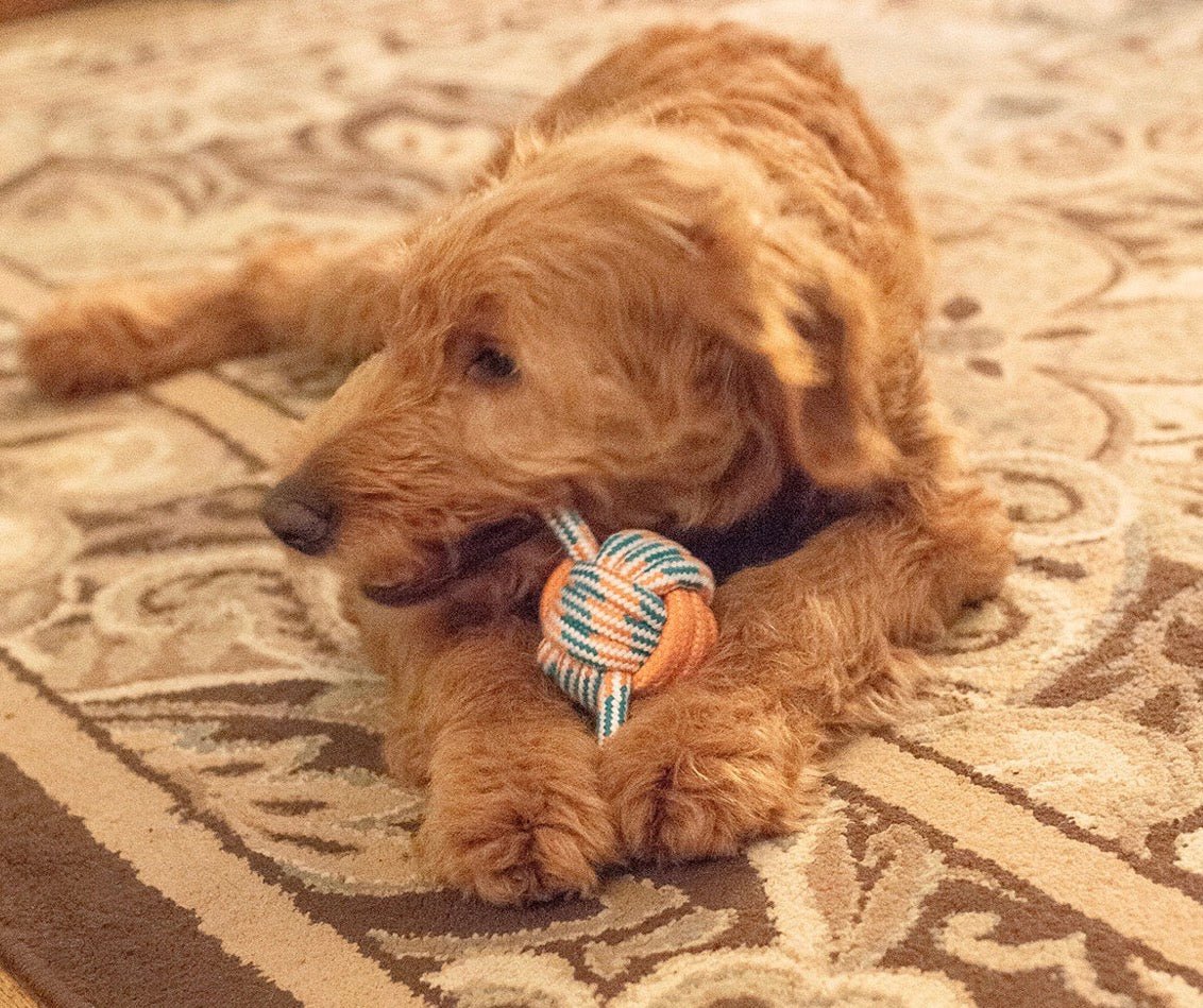 ThoozyPet Figure 8 Knot Ball Rope Dog Toy Orange / Teal 11.5" - Buzzy Pet Shop